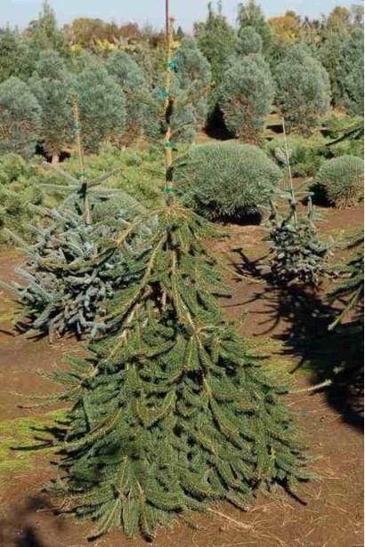 Ялина звичайна Фробург