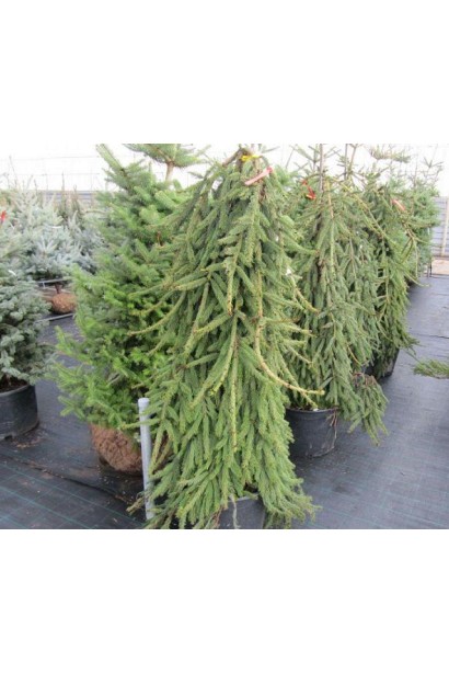 Ялина плакуча Фробург