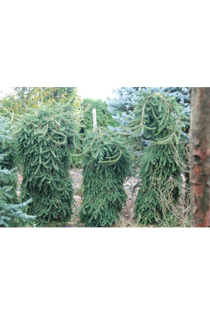 Ялина звичайна / європейська Фробург