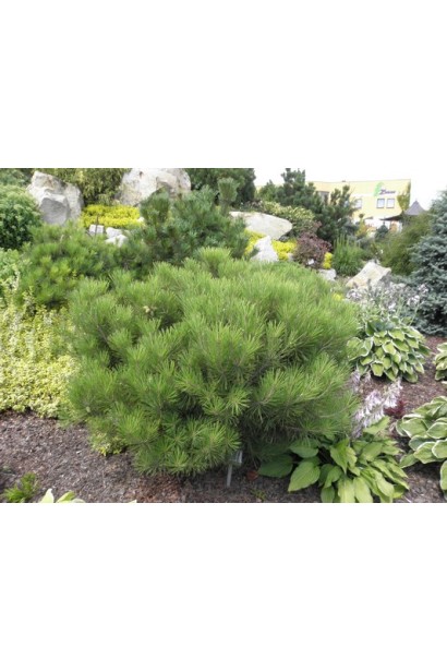 Сосна густоцветная Алиса Веркаде
