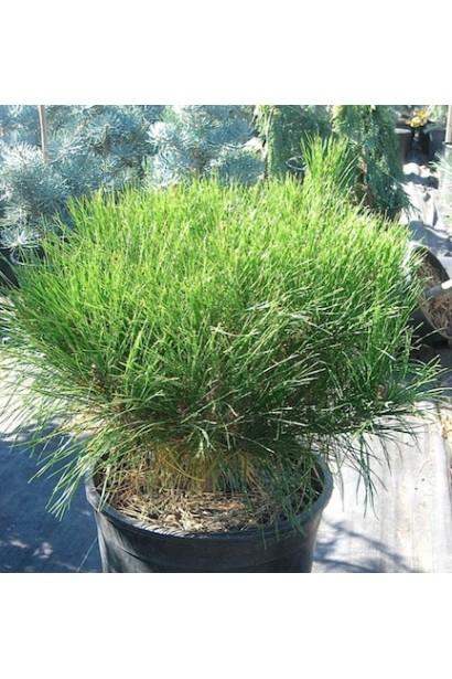 Сосна густоцветковая Алиса Веркаде в контейнере