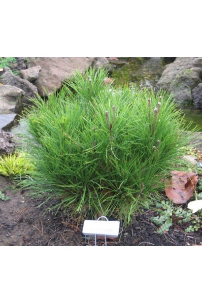 Сосна густоцветная Алиса Веркаде