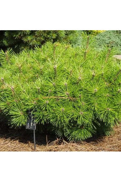 Сосна густоцветковая с пышной хвоей.