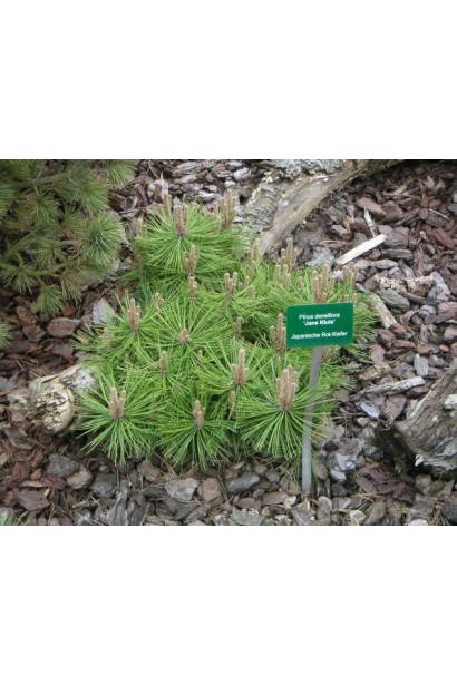 Сосна густоцветная / густоцветковая Жан Клаус