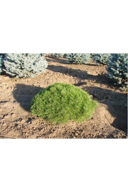 Сосна Жан Клаус для садового ландшафта.