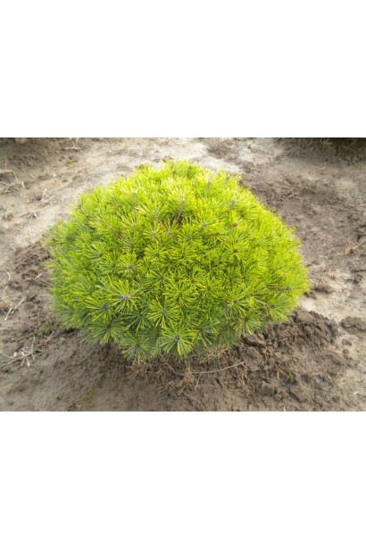 Оригинальная сосна с густым зеленым покрытием.