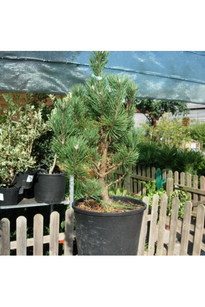 Сосна Колумбо – декоративна хвойна рослина в контейнері