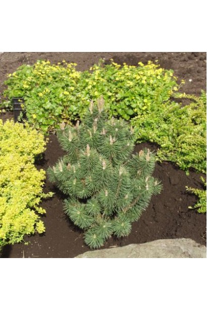 Колумбо – хвойна рослина з м’якою хвоєю.