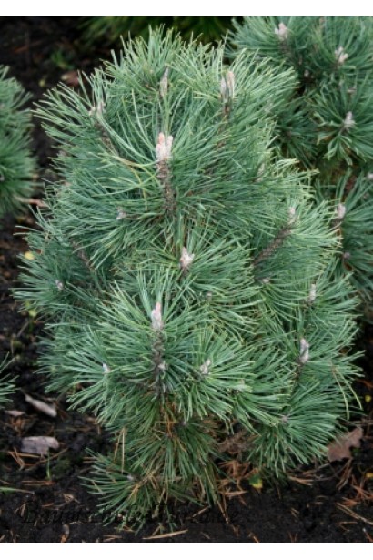 Сосна Колумбо – компактна сосна з м’якою хвоєю.