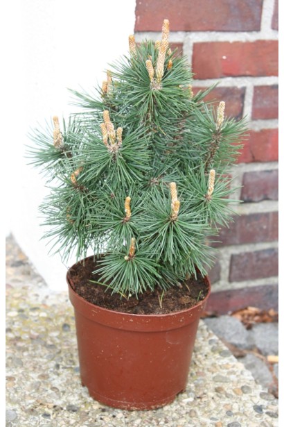 Сосна Колумбо – компактна хвойна рослина.