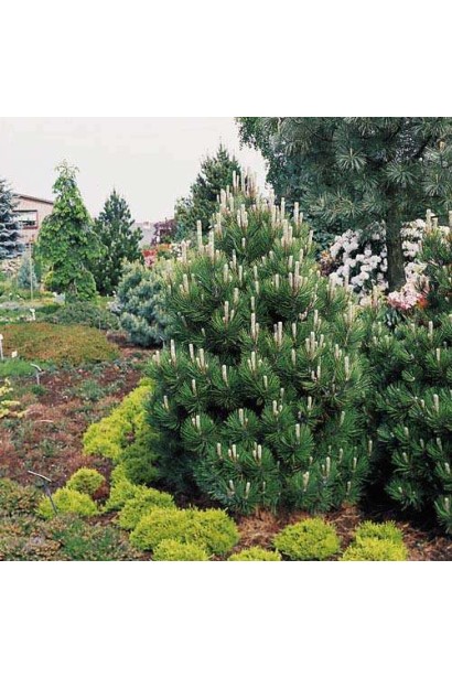Pinus heldreichii Compact Gem – декоративный хвойник для рокариев и альпинариев.