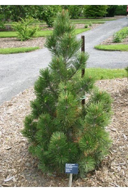 Сосна Гельдрейха Компакт Джем – низкорослая форма с плотной кроной.