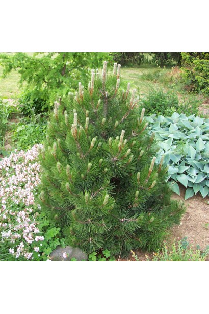 Сосна белокорая Компакт Джем – декоративный хвойник для малых садов.