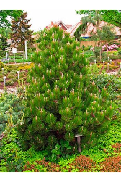 Сосна Гельдрейха Компакт Джем – морозостойкий хвойник для декоративных композиций.