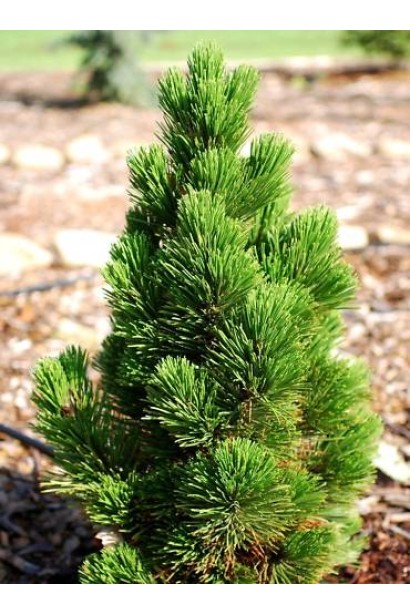 Pinus leucodermis Compact Gem – карликовая сосна с темно-зеленой хвоей.