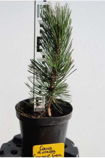 Pinus heldreichii / leucodermis Compact Gem