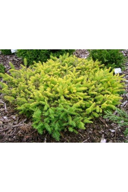 Ялина звичайна / європейська Вермонт Голд