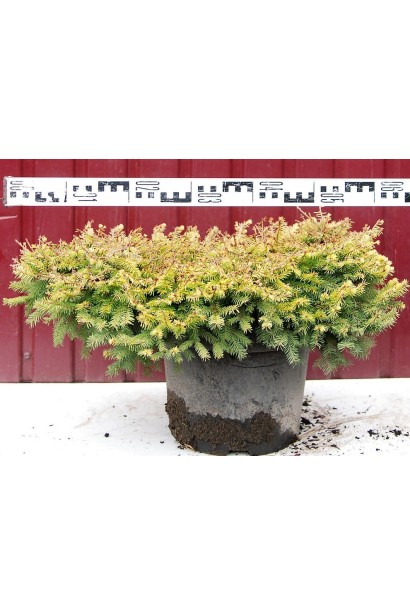 Ялина звичайна Вермонт Голд