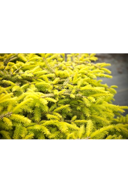 Золотисто-жовта хвоя ялини Вермонт Голд