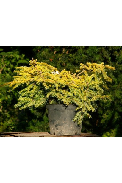 Ялина жовта Vermont Gold