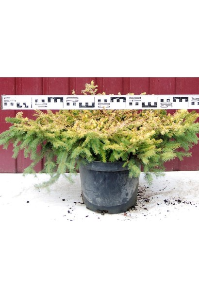 Ялина звичайна Вермонт Голд контейнер 5 л діаметр 50-60 см