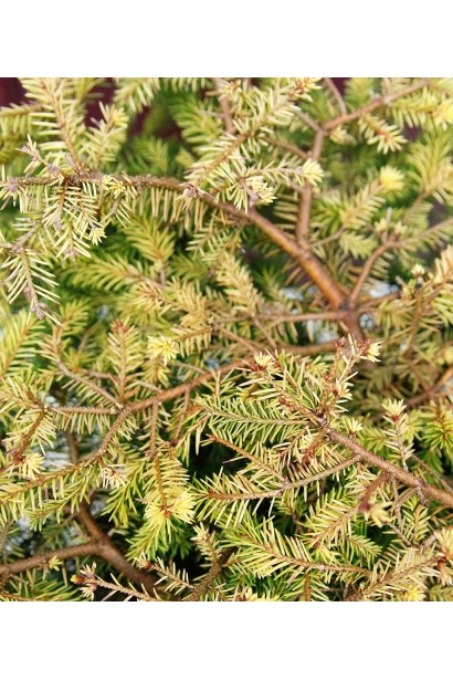 Picea abies Vermont Gold
