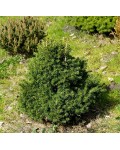 Ель обыкновенная / европейская Toмпа | Ялина звичайна / європейська Томпа | Picea abies Tompa