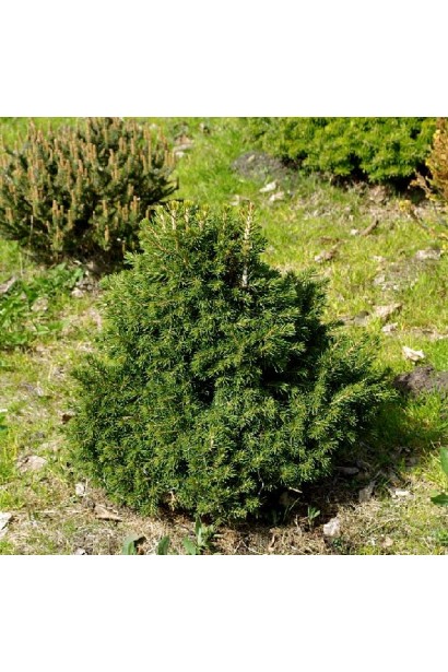 Ялина карликова Томпа