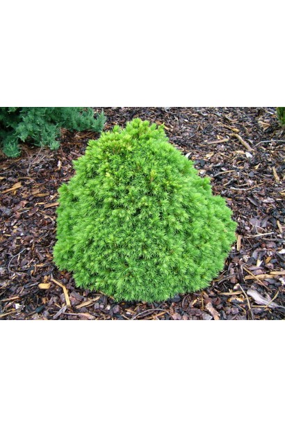 Ялина звичайна / європейська Томпа