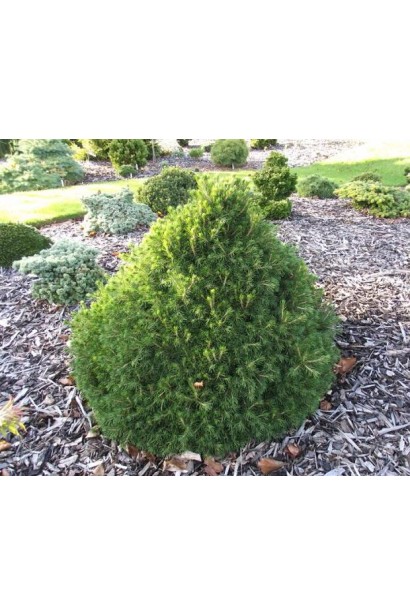 Ялина звичайна Томпа в ландшафті