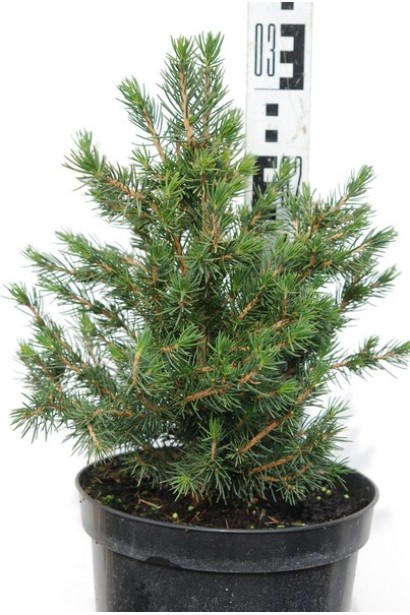 Ялина звичайна Томпа саджанець 25-35 см