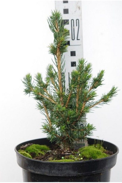 Ялина європейська Томпа в горщику 3 л 20-25 см