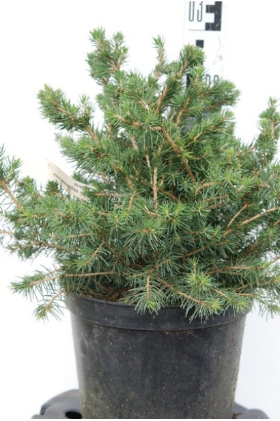 Ялина звичайна Томпа С5 20-30 см