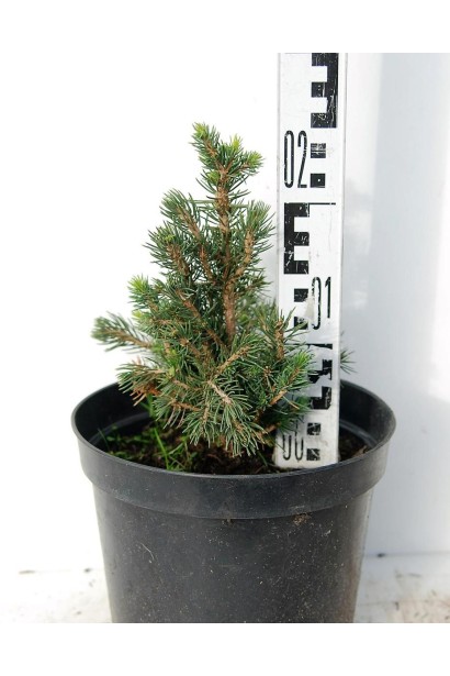 Ялина Томпа контейнер 3 л 