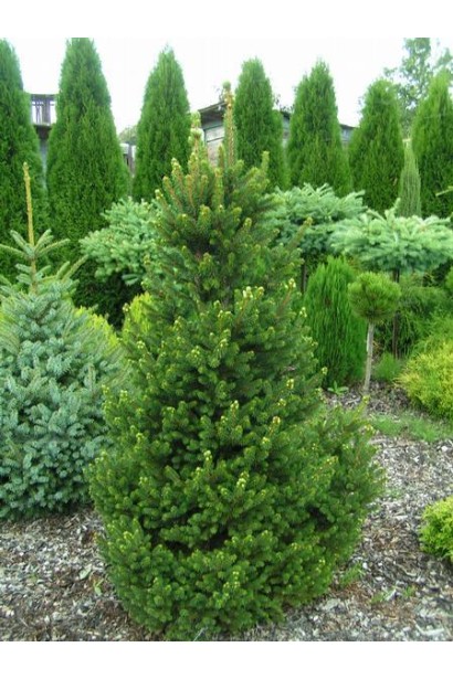 Ялина звичайна Віллс Цверг