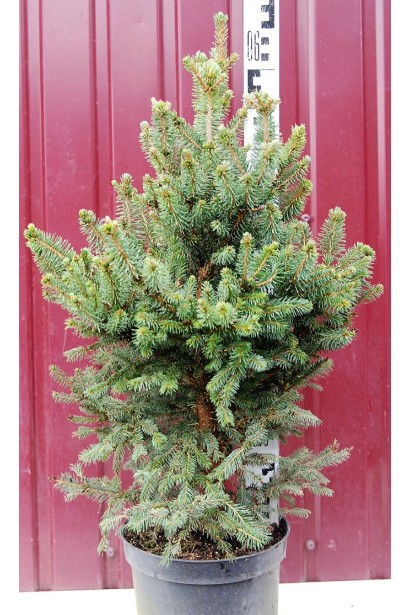 Ялина звичайна Віллс Цверг в контейнері 55-65 см
