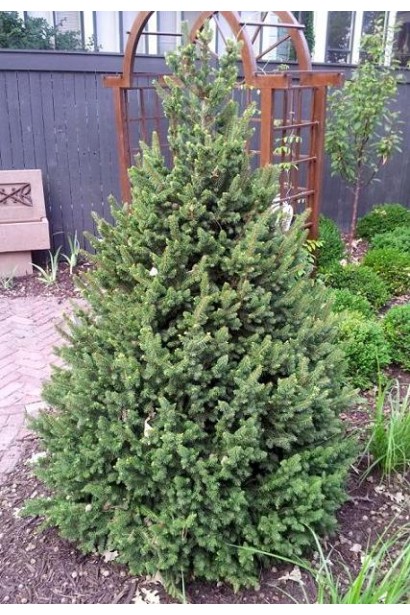 Ялина європейська Віллс Цверг в саду