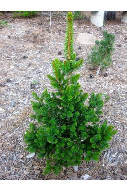 Ялина звичайна / європейська Віллс Цверг