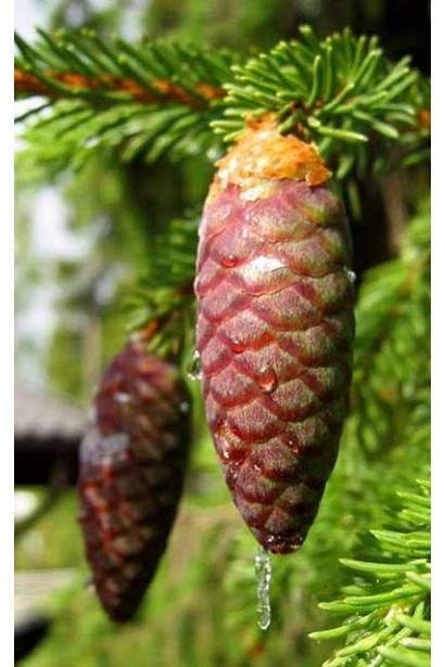 Ялина звичайна Віллс Цверг шишки