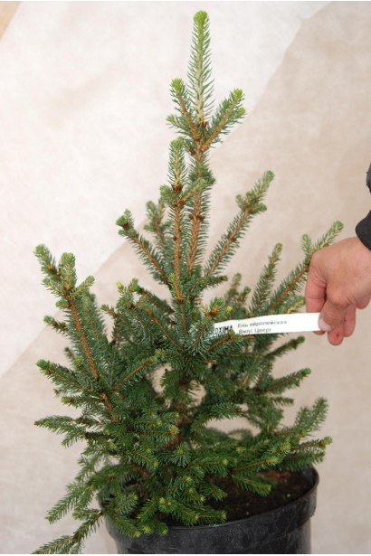 Ялина європейська Віллс Цверг саджанець С5