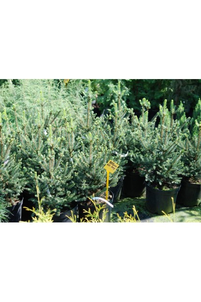 Ялина Will’s Zwerg саджанці в садовому центрі