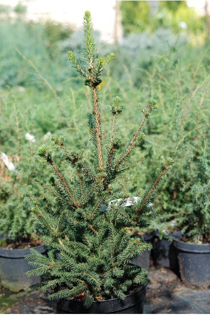 Picea abies Will’s Zwerg