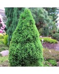 Ялина канадська сиза Цукерхут | Ель канадская / сизая Цукерхут | Picea glauca Zuckerhut
