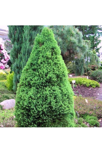 Ялина карликова Цукерхут 