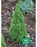 Ялина канадська сиза Цукерхут | Ель канадская / сизая Цукерхут | Picea glauca Zuckerhut