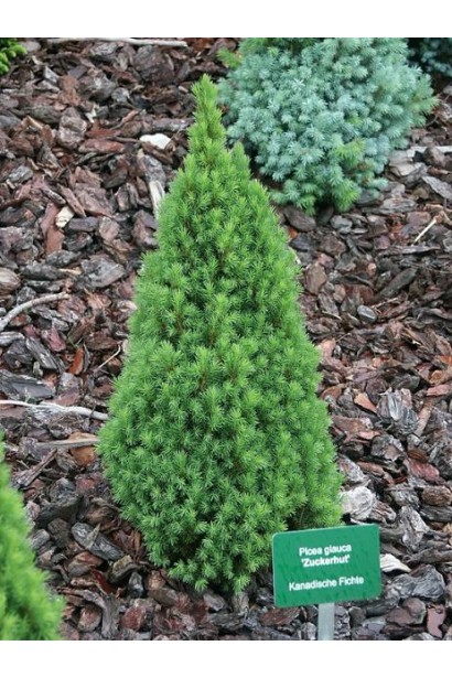 Picea glauca Zuckerhut