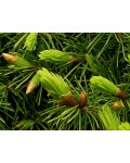 Ель канадская / сизая Цукерхут | Ялина канадська / сиза Цукерхут | Picea glauca Zuckerhut