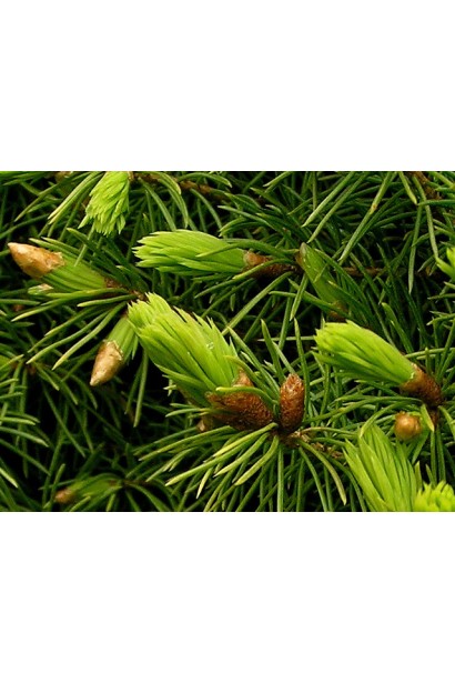 Ялина канадська Цукерхут світло-зелена хвоя