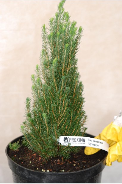 Ялина сиза Цукерхут