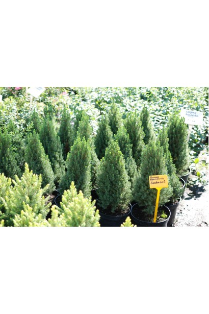 Ялина канадська Цукерхут